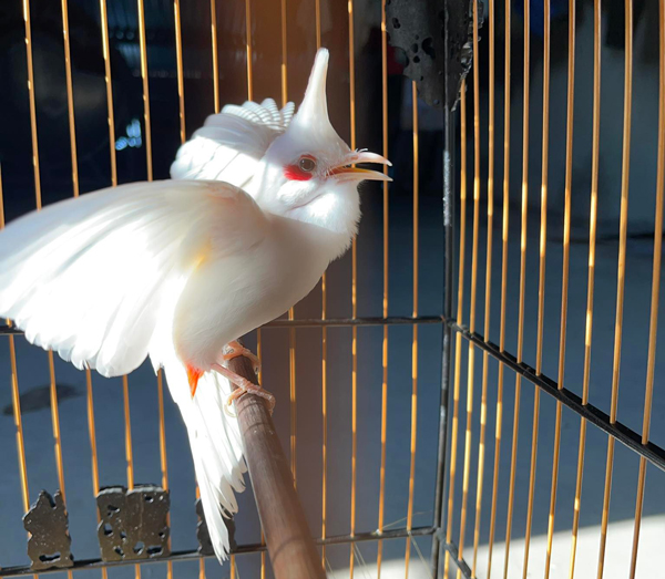 9x sở hữu đàn chim tiền tỷ, có con giá lên đến 500 triệu đồng-2