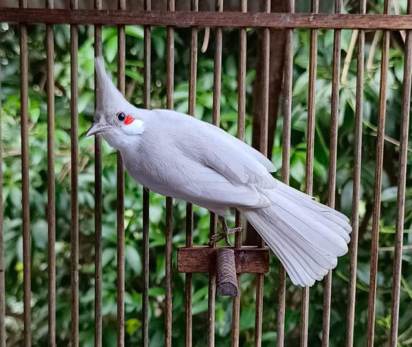 9x sở hữu đàn chim tiền tỷ, có con giá lên đến 500 triệu đồng-3