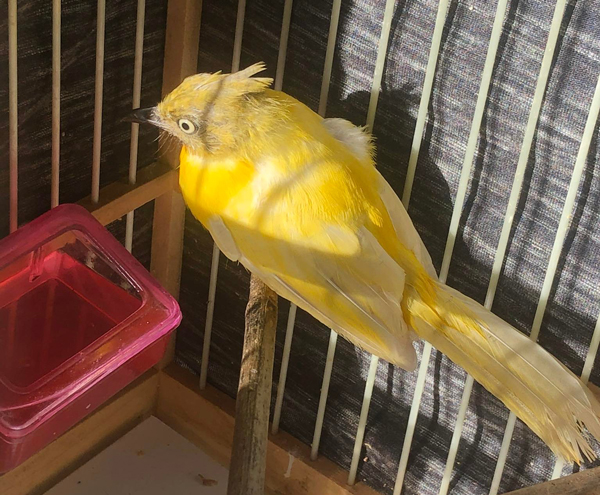 9x sở hữu đàn chim tiền tỷ, có con giá lên đến 500 triệu đồng-4