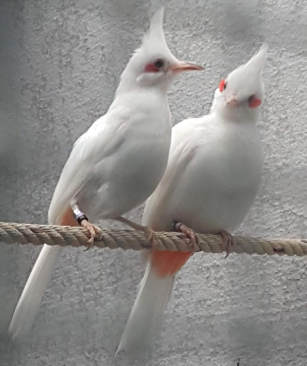 9x sở hữu đàn chim tiền tỷ, có con giá lên đến 500 triệu đồng-5