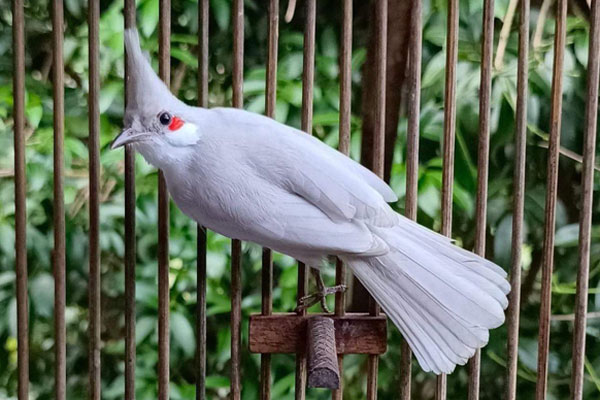 Chim vành khuyên đột biến gen: Tỷ phú Singapore mua không nổi | Báo Dân trí