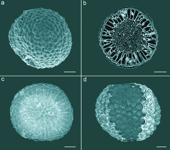 Trung Quốc: Sốc với xác ướp nửa tỉ tuổi nguyên vẹn như mới chết hôm qua-1