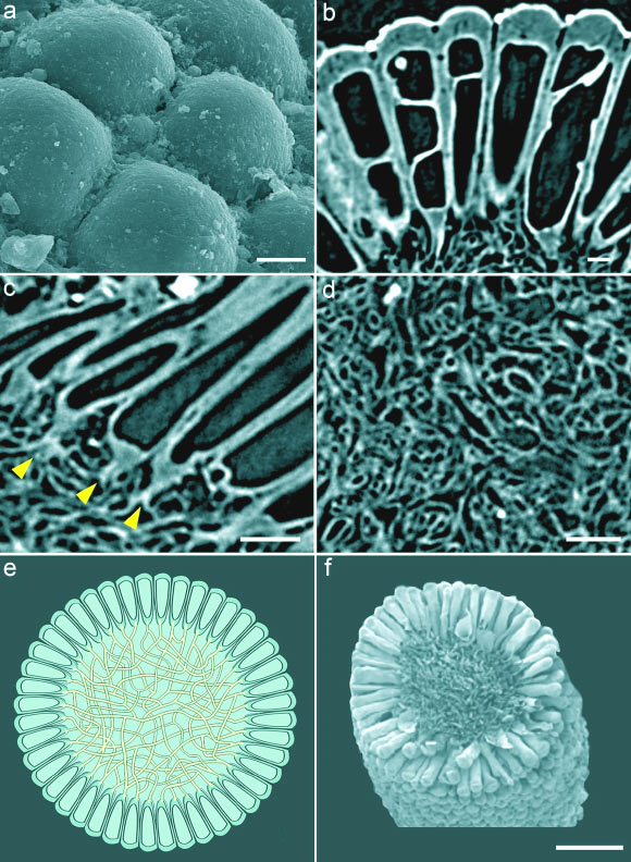 Trung Quốc: Sốc với xác ướp nửa tỉ tuổi nguyên vẹn như mới chết hôm qua-2
