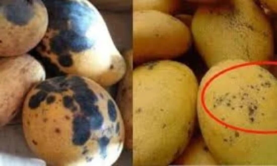 Xoài có đốm đen ăn được không hay vứt đi, đốm to hay nhỏ thì ngon hơn: Sự thật khiến nhiều người ngã ngửa-1