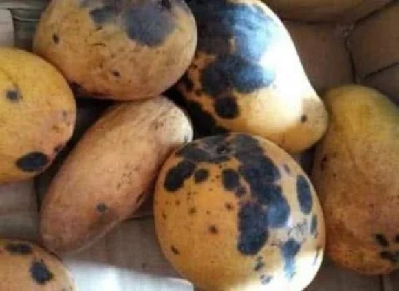 Xoài có đốm đen ăn được không hay vứt đi, đốm to hay nhỏ thì ngon hơn: Sự thật khiến nhiều người ngã ngửa-2