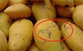 Xoài có đốm đen ăn được không hay vứt đi, đốm to hay nhỏ thì ngon hơn: Sự thật khiến nhiều người ngã ngửa-3