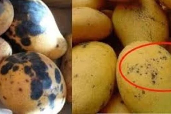 Xoài có đốm đen ăn được không hay vứt đi, đốm to hay nhỏ thì ngon hơn: Sự thật khiến nhiều người ngã ngửa