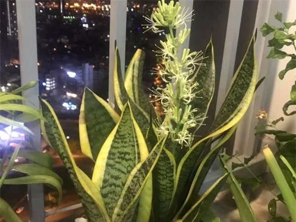 5 loại cây hiếm khi nở hoa, khi đã nở nghĩa là điềm lành sắp đến, gia chủ 3 đời hưởng lộc-1