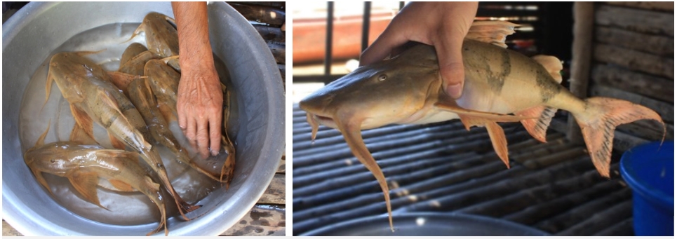 Loại cá xưa chỉ dùng để tiến vua, giờ là đặc sản có giá tới 650.000 đồng/kg-1