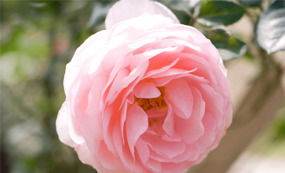 3 con giáp có tiềm năng, dám nghĩ dám làm, hậu vận phất lên như diều-1