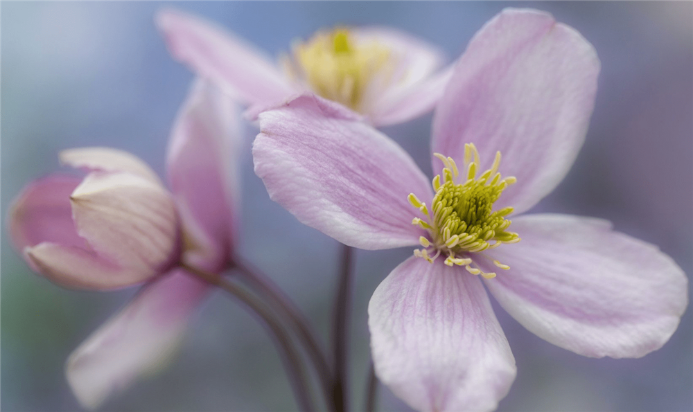 3 con giáp có tiềm năng, dám nghĩ dám làm, hậu vận phất lên như diều-2