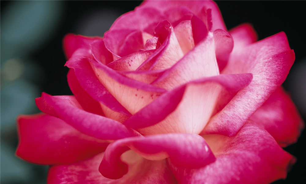 3 con giáp có tiềm năng, dám nghĩ dám làm, hậu vận phất lên như diều-3