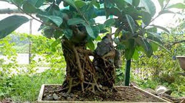 Người xưa nhắc nhở: 7 cây phong thủy tối kị trồng trong nhà kẻo tiêu tán tài lộc, đặc biệt là cây số 1-1