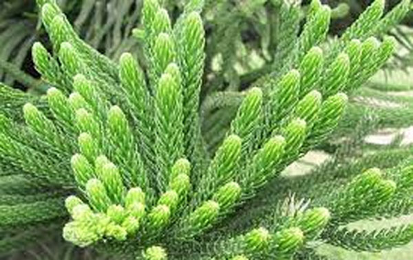 Người xưa nhắc nhở: 7 cây phong thủy tối kị trồng trong nhà kẻo tiêu tán tài lộc, đặc biệt là cây số 1-3