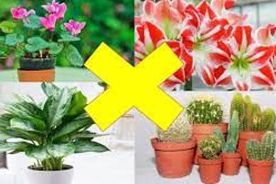 Người xưa nhắc nhở: 7 cây phong thủy 'tối kị' trồng trong nhà kẻo tiêu tán tài lộc, đặc biệt là cây số 1