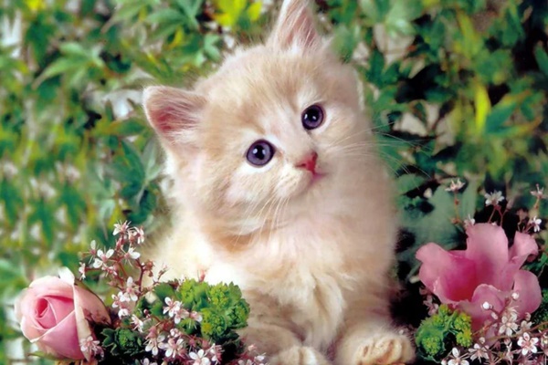 Thời tới cản không được: 3 tuổi hết sạch vận xui, tiền bạc ào ào kéo tới nhà chật két trong tháng 9 âm-1