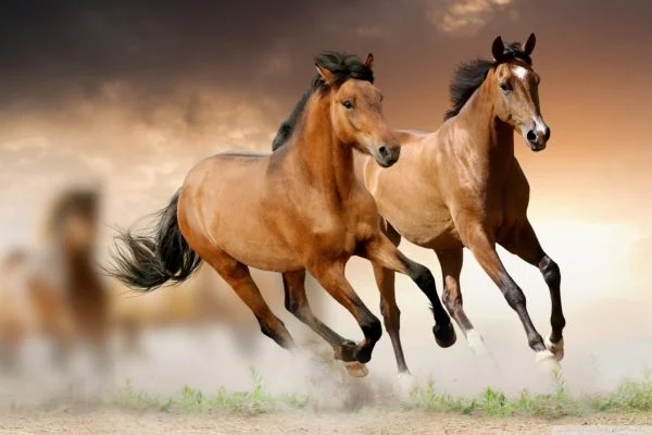 Thời tới cản không được: 3 tuổi hết sạch vận xui, tiền bạc ào ào kéo tới nhà chật két trong tháng 9 âm-2