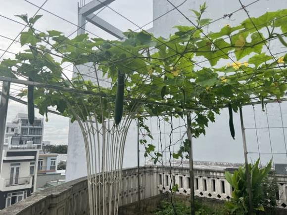 Hoa hậu Giáng My khoe thành quả thu hoạch rau củ quả bội thu trong biệt thự xa hoa-5