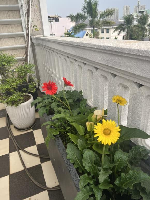 Hoa hậu Giáng My khoe thành quả thu hoạch rau củ quả bội thu trong biệt thự xa hoa-6