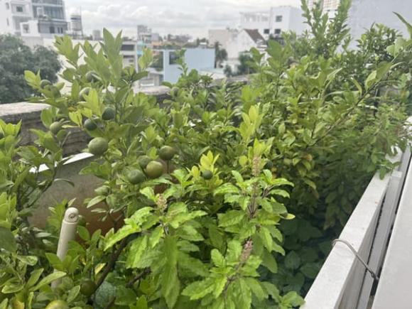 Hoa hậu Giáng My khoe thành quả thu hoạch rau củ quả bội thu trong biệt thự xa hoa-11