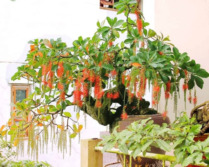 3 cây cảnh ông bà càng trồng con cháu càng dày phúc lộc, may mắn: Đông con nhiều của, đỗ đạt thành tài-2