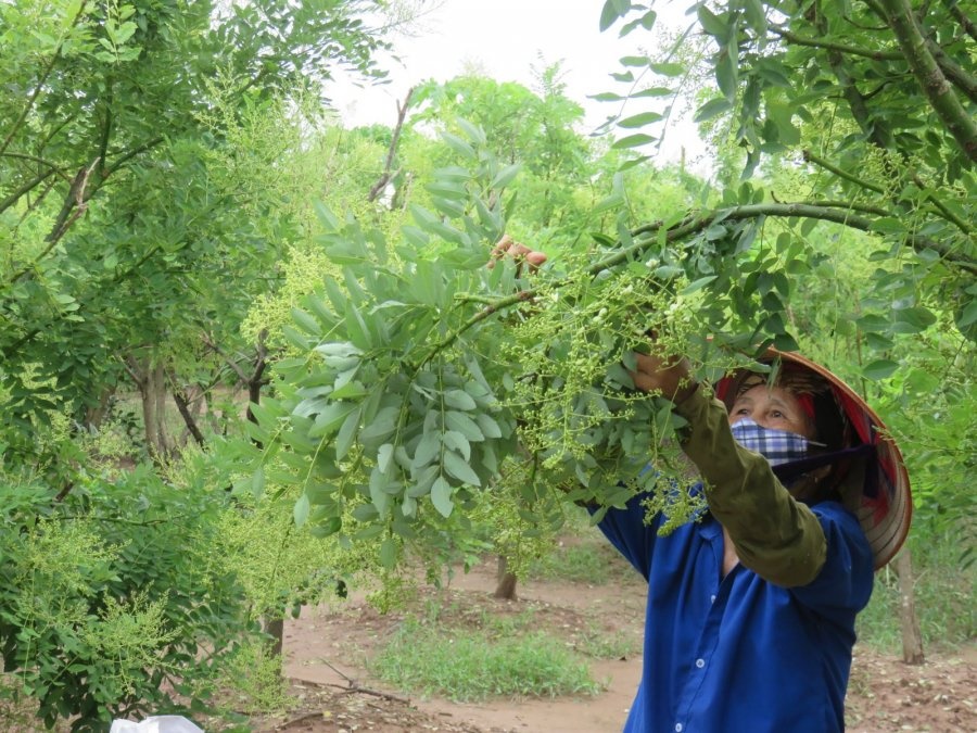 3 cây cảnh ông bà càng trồng con cháu càng dày phúc lộc, may mắn: Đông con nhiều của, đỗ đạt thành tài-3