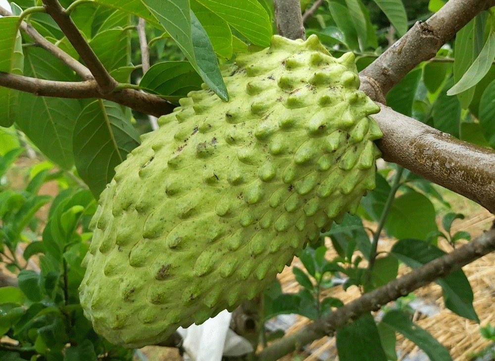 Trồng na khổng lồ thơm mùi sầu riêng, vụ đầu trúng ngay 14 tỷ-1