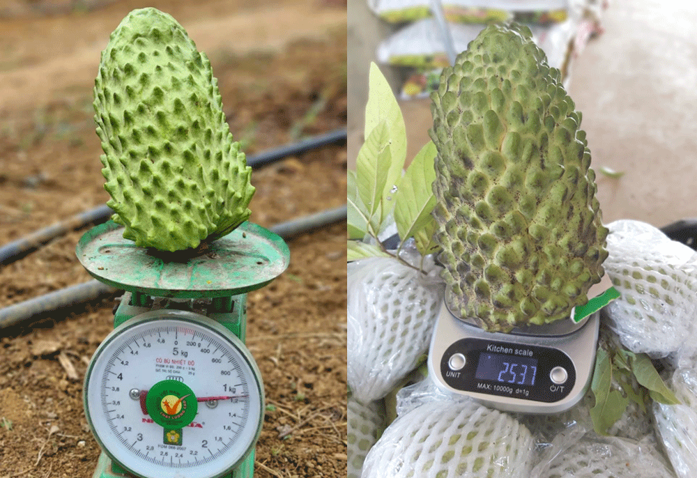 Trồng na khổng lồ thơm mùi sầu riêng, vụ đầu trúng ngay 14 tỷ-2