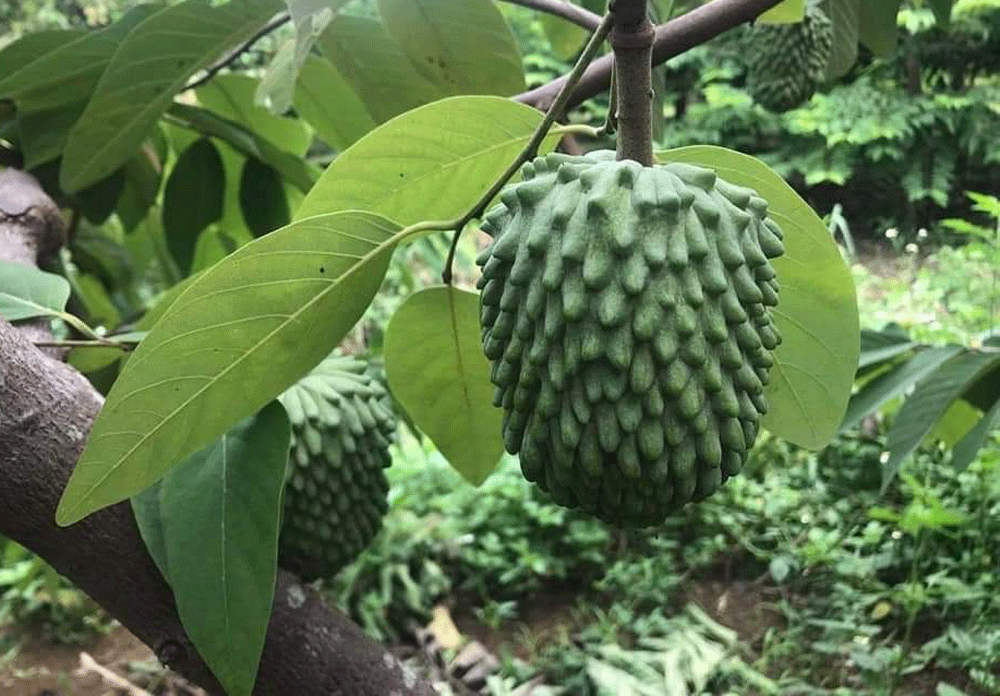 Trồng na khổng lồ thơm mùi sầu riêng, vụ đầu trúng ngay 14 tỷ-3