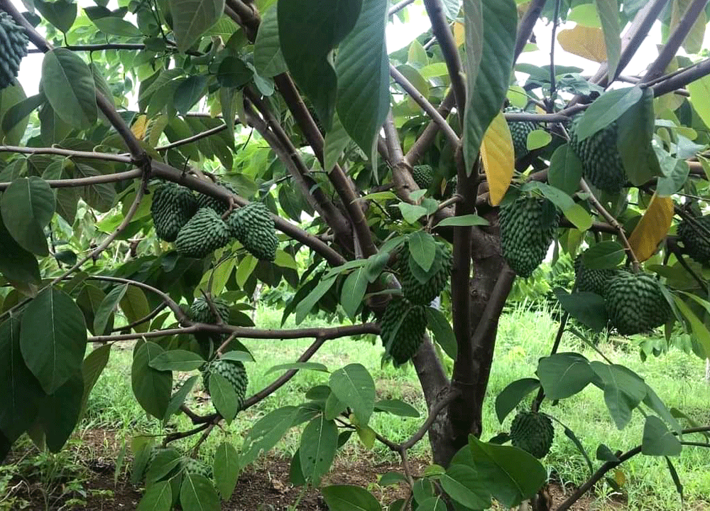 Trồng na khổng lồ thơm mùi sầu riêng, vụ đầu trúng ngay 14 tỷ-4