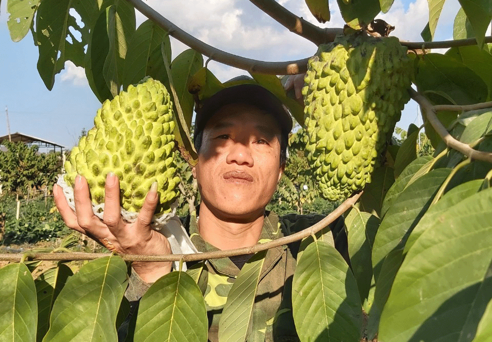 Trồng na khổng lồ thơm mùi sầu riêng, vụ đầu trúng ngay 14 tỷ-5