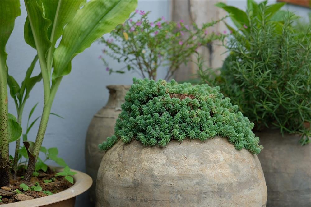 Người phụ nữ bỏ phố về quê, xây homestay đẹp như cổ tích giữa đồi chè Mộc Châu-9