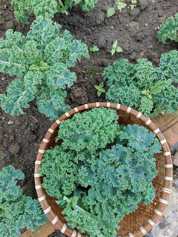 Người phụ nữ bỏ phố về quê, xây homestay đẹp như cổ tích giữa đồi chè Mộc Châu-11