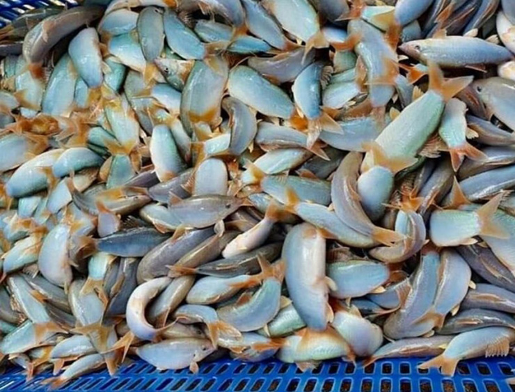 Loài cá lạ hóa mỏ vàng, dân nuôi thu tiền tỷ, bán 800.000/kg người mua nườm nượp-1