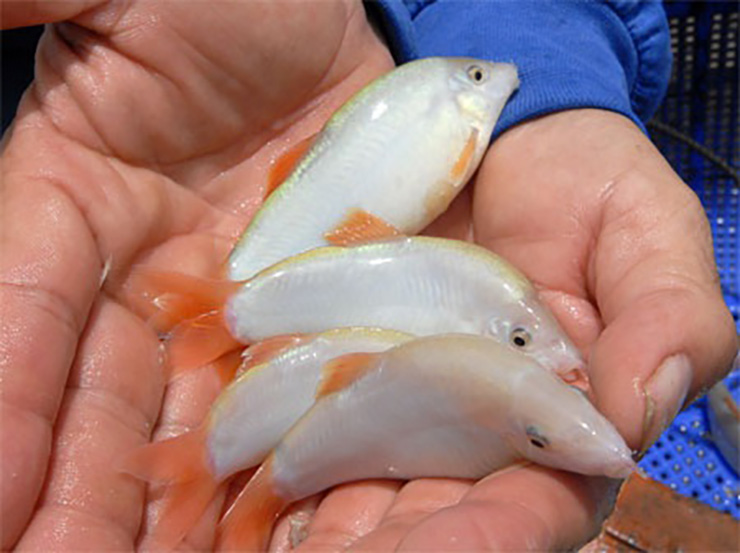 Loài cá lạ hóa mỏ vàng, dân nuôi thu tiền tỷ, bán 800.000/kg người mua nườm nượp-2