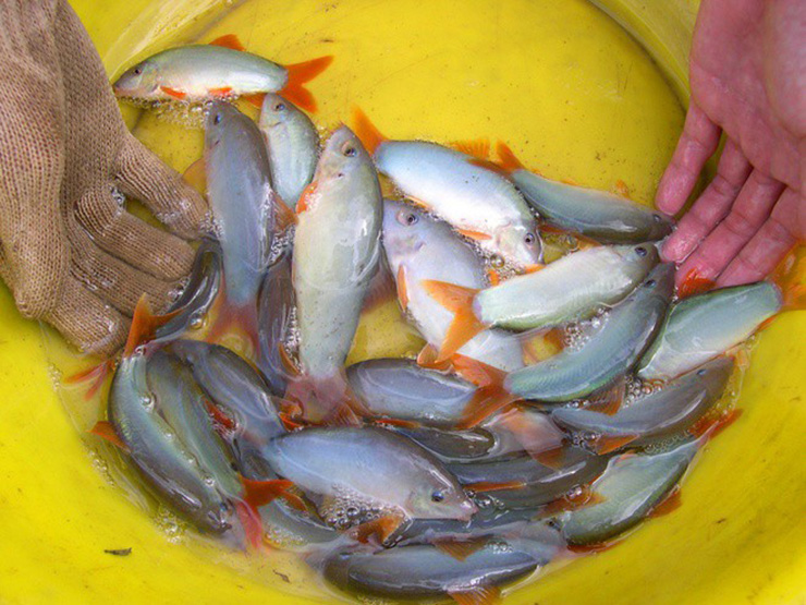 Loài cá lạ hóa mỏ vàng, dân nuôi thu tiền tỷ, bán 800.000/kg người mua nườm nượp-3