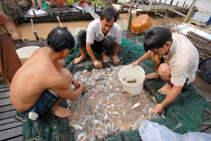Loài cá lạ hóa mỏ vàng, dân nuôi thu tiền tỷ, bán 800.000/kg người mua nườm nượp-7