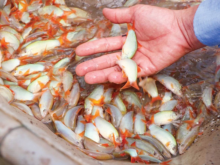 Loài cá lạ hóa mỏ vàng, dân nuôi thu tiền tỷ, bán 800.000/kg người mua nườm nượp-8