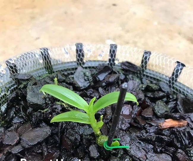 Lan đột biến tiền tỷ được rao bán rẻ như rau muống, người trong cuộc nói gì?-1