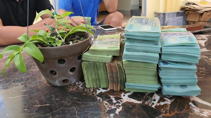 Lan đột biến tiền tỷ được rao bán rẻ như rau muống, người trong cuộc nói gì?-3