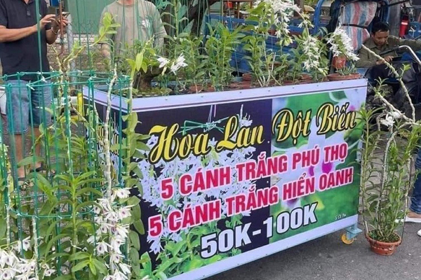 Lan đột biến hết thời, rẻ như rau: Người từng dốc tiền tỷ chơi hoa nói gì?-2