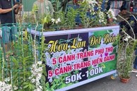 Lan đột biến tiền tỷ được rao bán rẻ như rau muống, người trong cuộc nói gì?