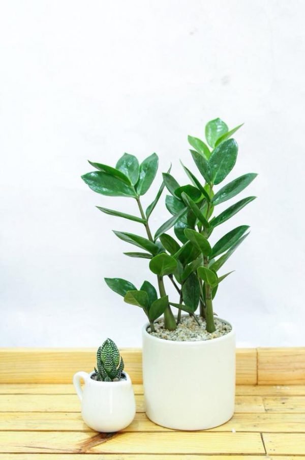 5 loại cây cảnh chiêu tài, hút lộc, chủ nhà đặt ở phòng khách, hậu vận phú quý đầy tay-1