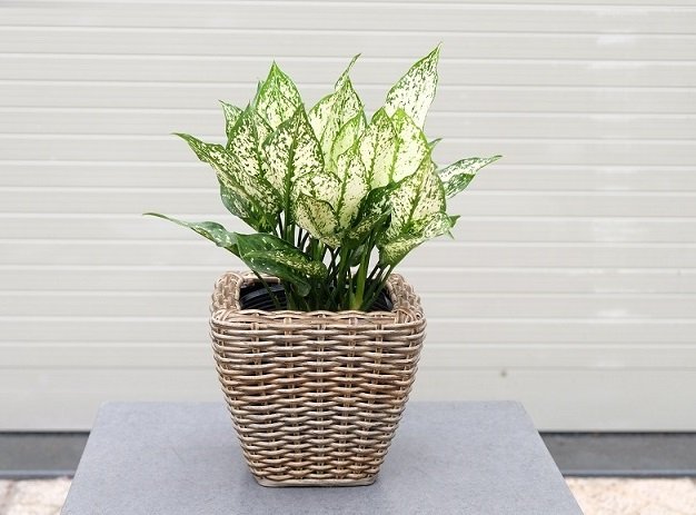 5 loại cây cảnh chiêu tài, hút lộc, chủ nhà đặt ở phòng khách, hậu vận phú quý đầy tay-3