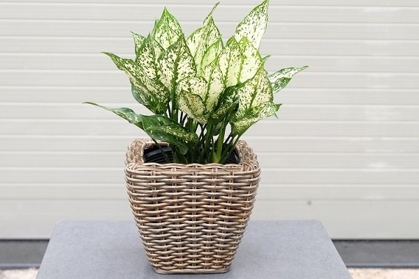 Người xưa nói rồi: Muốn nhiều phúc lắm lộc, nhà phải có 3 thứ sạch, 1 thứ đầy, chớ coi thường-5