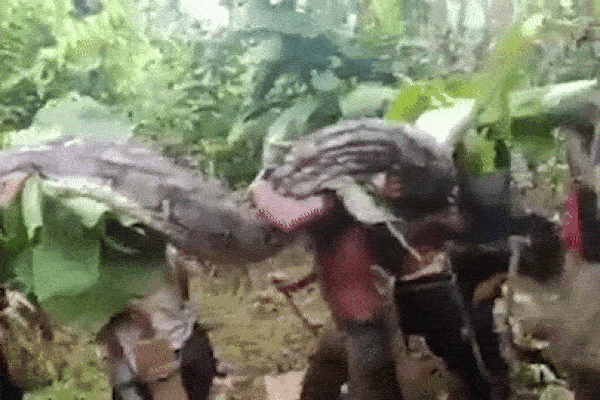 Người dân vật lộn với con trăn khổng lồ dài hơn 7m