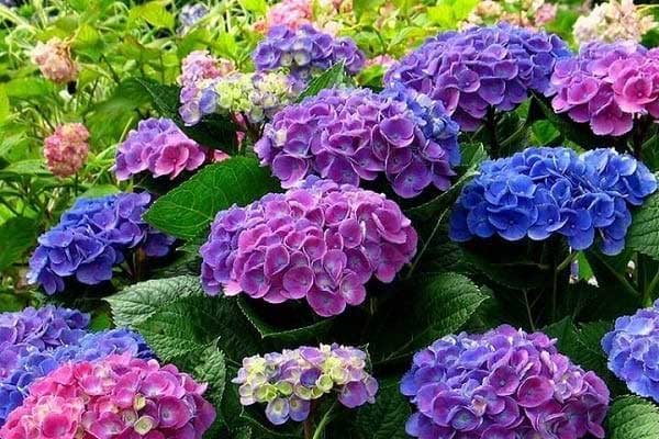 3 con giáp luôn gặp may mắn, càng về già, càng có phúc lộc hơn người-1