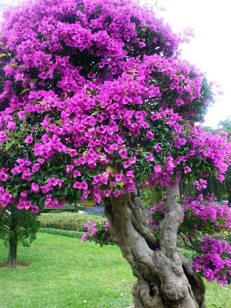 Đừng vứt vỏ trái cây vào thùng rác, chúng có công dụng siêu lớn, có thể sử dụng tại nhà-4