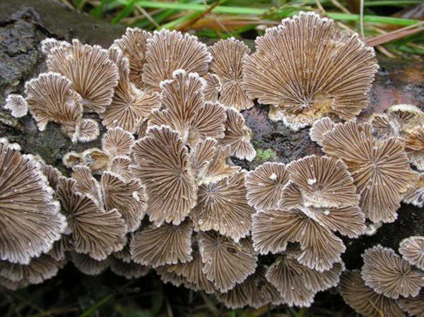 Loại nấm đắt hàng ở Lào Cai-1