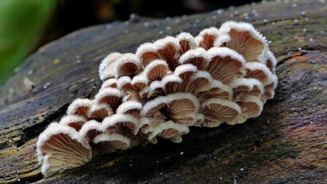 Loại nấm đắt hàng ở Lào Cai-3